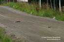 050806 Finska rallyt 105